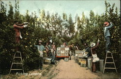 Picking Lemons Postcard