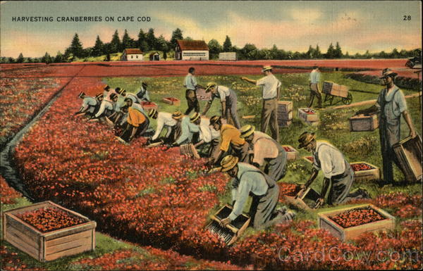 Harvesting Cranberries on Cape Cod Massachusetts