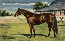 Citation, "One Of The Greatest Race Horses Of All Time" Lexington, KY Horse Racing Postcard Postcard