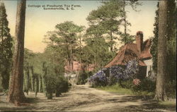 Cottage At Pinehurst Tea Farm Postcard