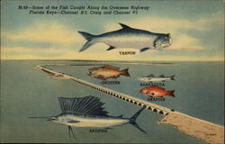 Some of the Fish Cauight Along the Overseas Highway Florida Keys - Channel #2, Craig and Channel #5 Postcard Postcard