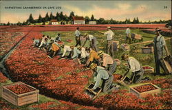 Harvesting Cranberries on Cape Cod Massachusetts Postcard Postcard