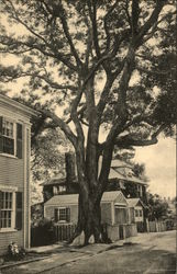 Pagoda Tree Pagoda Tree