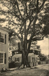 Pagoda Tree Edgartown, MA Postcard Postcard