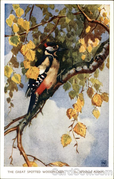 The Great Spotted Woodpecker Birds
