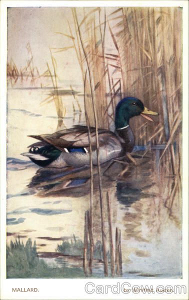 Mallard by Winifred Austen