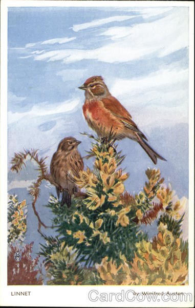 Linnet by Winifred Austen Birds
