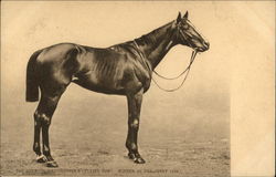 The Duke of Westminster's "Flying Fox" Horses Postcard Postcard