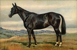 Black Stallion Postcard