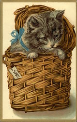 Grey Tabby Kitten in a Basket Postcard