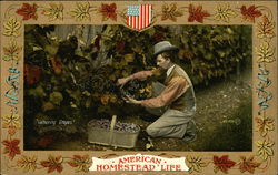 American Homestead Life - Man Gathering Grapes American Homestead Life - Man Gathering Grapes