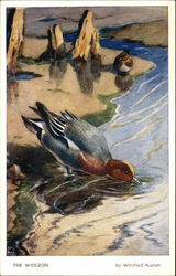 The Widgeon Postcard