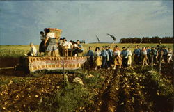 Whitsuntide Festival Postcard