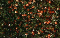 Ocean Spray Cranberries, Inc Postcard