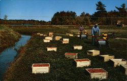 Ocean Spray Cranberries Hanson, MA Postcard Postcard