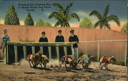 Breaking From Starting Box at Miami Beach Dog Track Postcard