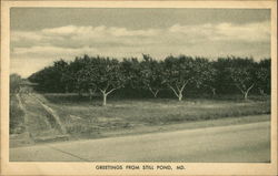 Greetings from Still Pond, Md Postcard