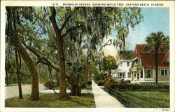 Magnolia Avenue, Showing Witch Tree Postcard