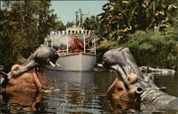 Jungle Cruise - Adventureland Postcard