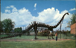 Diplodocus Vernal, UT Postcard Postcard