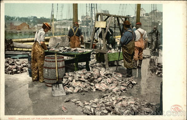 Fishermen Weighing Up the Catch Gloucester Massachusetts