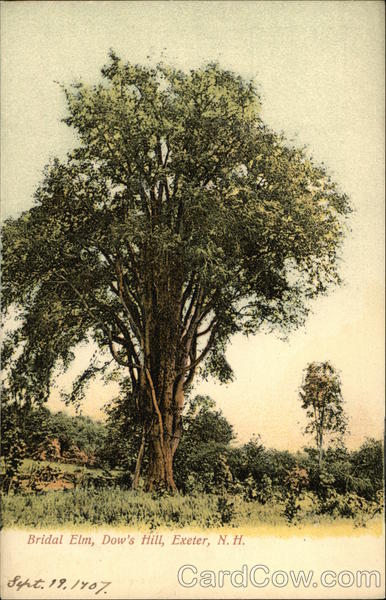 Bridal Elm, Dow's Hill Exeter New Hampshire