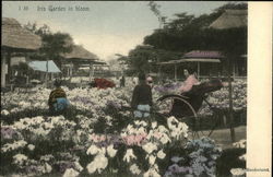 Iris Garden In Bloom Postcard