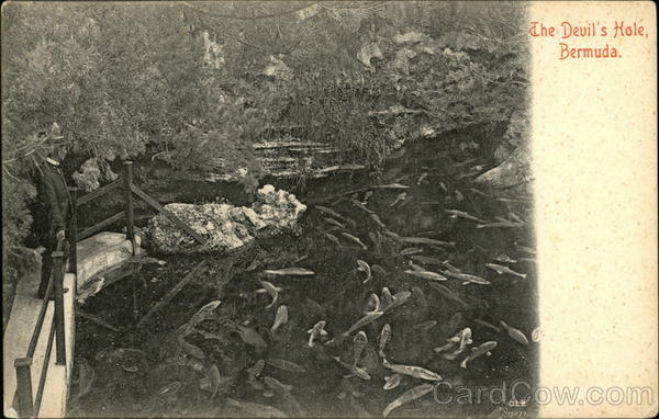 The Devil's Hole Hamilton Bermuda