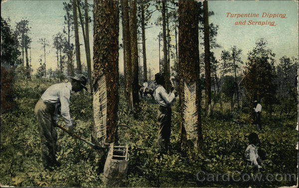 Turpentine Dipping and Scraping Farming