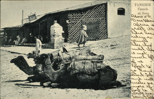 Tangier. Camels at Soco