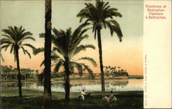 Palm Trees Bedrachen, Egypt Africa Postcard Postcard