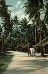 Native Village Postcard