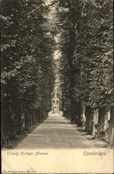 Trinity College Avenue Cambridge, England Cambridgeshire Postcard Postcard