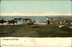 Strandparti fran Siljan Postcard