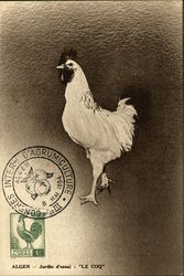 "Le Coq" Postcard