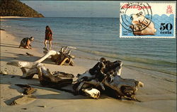Darkwood Beach and Driftwood Postcard