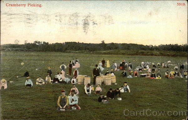 Cranberry Picking Cape Cod Massachusetts