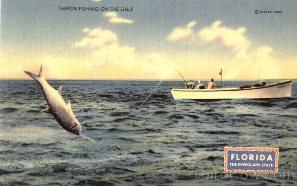 Tarpon Fishing On The Gulf