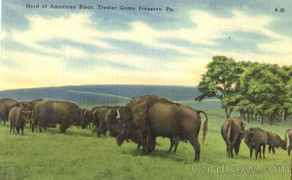 Herd Of American Bison