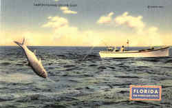 Tarpon Fishing On The Gulf Postcard