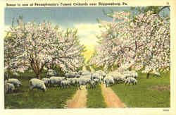 Scene In One Of Pennsylvania's Famed Orchards Shippensburg, PA Postcard Postcard