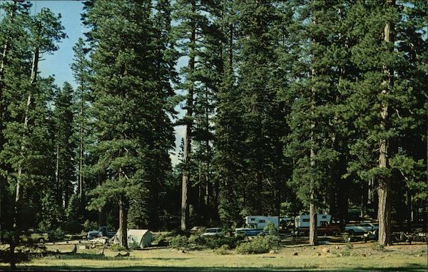Typical Camping Area Under the Towering Ponderosa Pines at Lake Almanor, Calif California