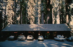 Richardson Grove State Park Garberville, CA Postcard Postcard