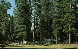 Typical Camping Area Under the Towering Ponderosa Pines at Lake Almanor, Calif California Postcard Postcard