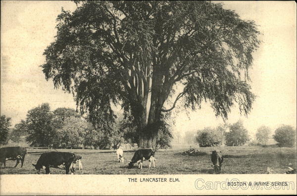 The Lancaster Elm Massachusetts