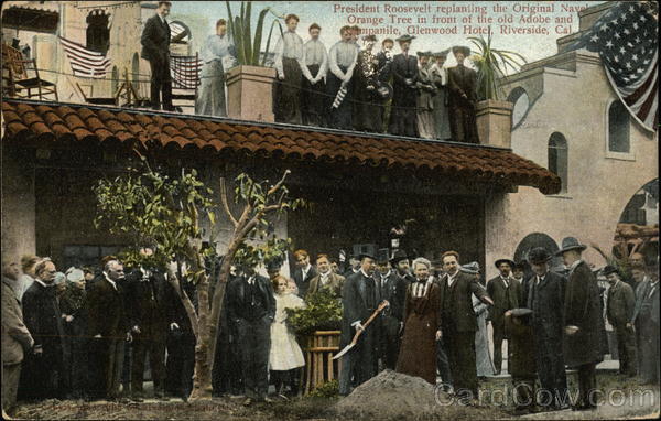 President Roosevelt replanting the Original Navel Orange Tree Riverside California