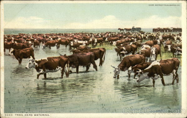 Trail Herd Watering Cows & Cattle