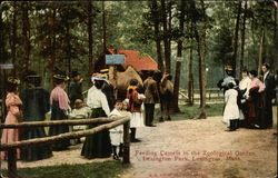 Feeding Camels in the Zoological Garden, Lexington Park Postcard