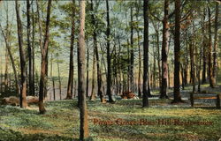 Picnic Grove Blue Hill Reservation Milton, MA Postcard Postcard