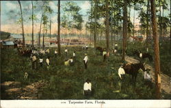 Turpentine Farm, Florida Postcard